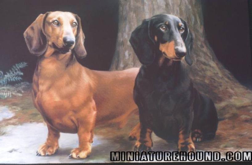 isabella and tan miniature dachshund